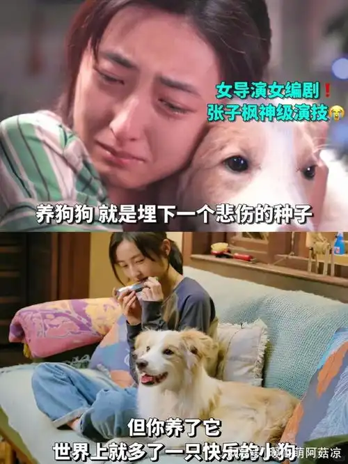 哭死看完子枫新片突然对宠物离世释怀了