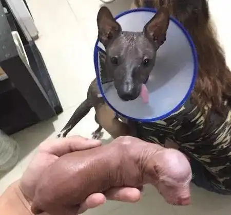 网友晒了一只小狗,结果被脸书强行删除,谁看了都尴尬
