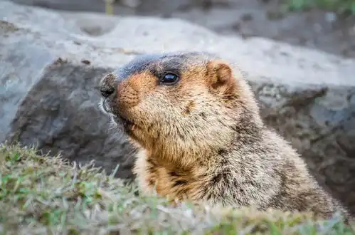 去嗨皮旅行攻略一起去丹巴,看看最美乡村吧