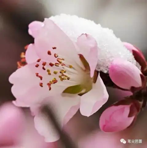 桃花在远方花草幽记