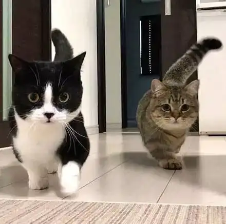 两只超级萌的短腿猫,然而看到最后......
