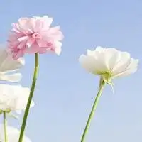 微信头像花朵唯美高清淡雅成熟微信头像图片大全