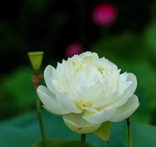 它们能在梅雨季及连续高温天开花去上海植物园看锦葵科莲科和睡莲科植物