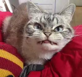 吸血鬼猫咪被人抛弃流落街头,善良妹子收养它该后竟然赚了大钱