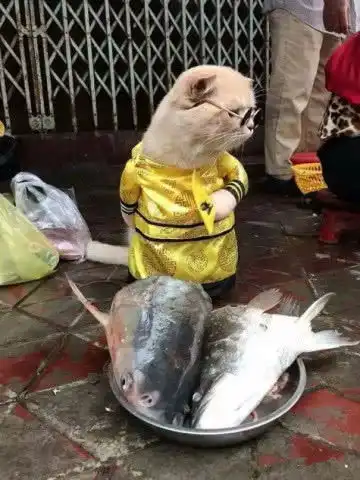 身披龙袍的橘猫名字竟然叫dog帮着主人站台卖鱼还巡街
