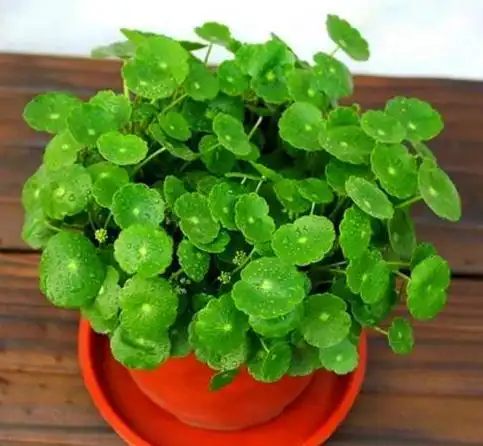 做好3点养好铜钱草,呼呼一顿猛长,盆里绿油油的真亮眼