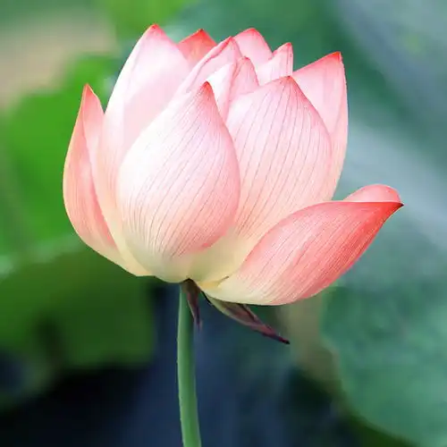 含苞待放栀子花