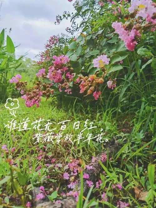 紫薇石蒜槐花来看看近期申城开放的那些花儿