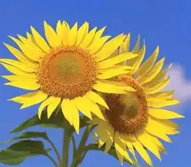 rshjj世界上最悲伤的十大花语,彼岸花只能排第2,排第1的竟然是它