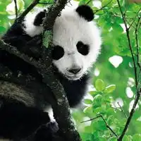 熊猫头像真实可爱图片贱萌熊猫qq头像大全
