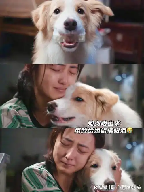 哭死看完子枫新片突然对宠物离世释怀了