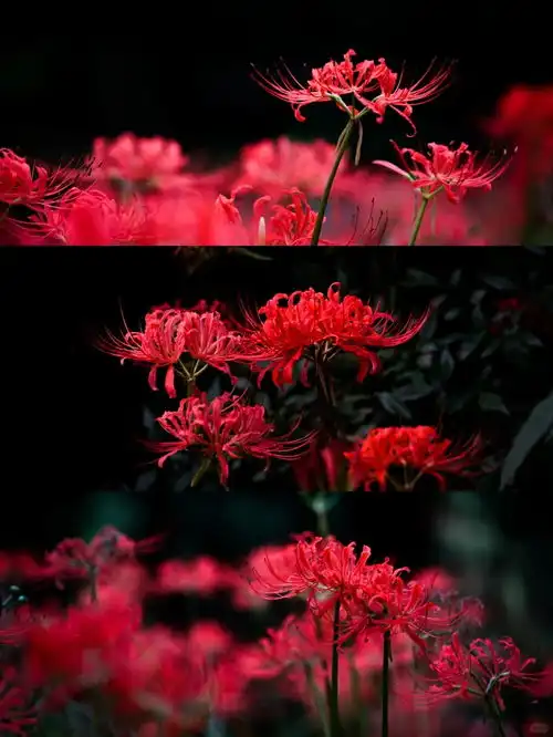 杭州九月,曼珠沙华1lu摄影彼岸花