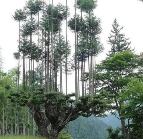 奥地利那个,有点吓人
