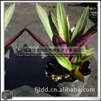 管溪蜜柚绿化苗木生态茶叶景观石材景观设计园艺花卉室内盆景福建厦门林志辉产品供应第2页