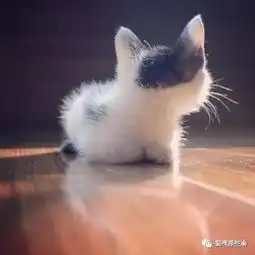 震惊奶牛猫竟然经常做这种事