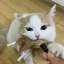 田田猫超长2合1羽毛逗猫棒逗猫玩具配2个替换头