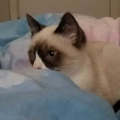 我家猫是布偶和暹罗配的请问他是布偶还是暹罗
