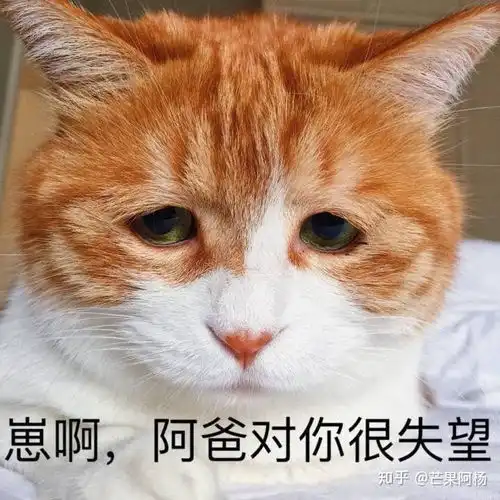 有哪些好看的猫头像
