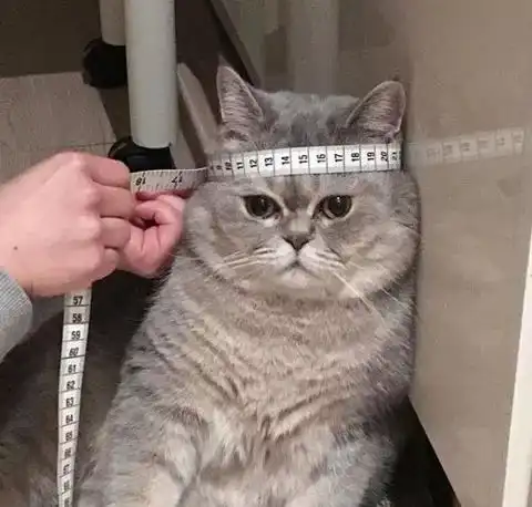 主人想在网上给猫买衣服穿,但是又不知道能不能穿得下,于是...