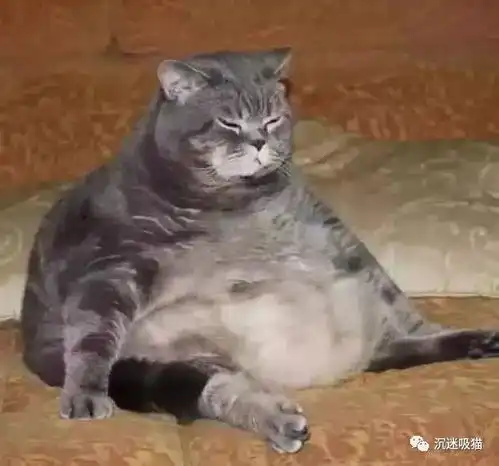 买了一只小奶猫送给父母,回家后一看吓一跳,网友充气了吧