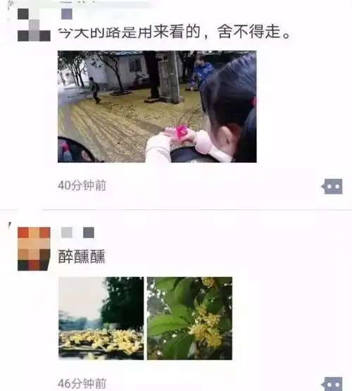 美炸广西这座城下起桂花雨,朋友圈都被刷爆了