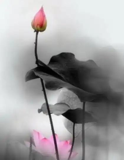 7月下旬,霉运散喜事来,4属相桃花朵朵,招财添贵,迎接好日子
