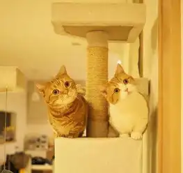 一对短腿猫咪,被人们称作小短腿兄妹,萌翻了