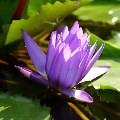 如诗如画荷花头像,粉嫩娇媚的荷花图片