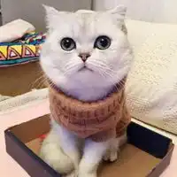 可爱的猫穿衣服头像