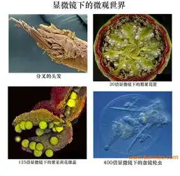 植物病虫害检测仪tc2d,植物病虫害检测仪tc2d生产厂家,植物病虫害检测仪tc2d价格