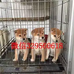 海淀哪里有卖纯种柴犬柴犬图片高品质纯种柴犬赛级柴犬宝宝