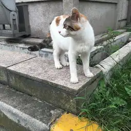 你收藏了哪些有关猫的好看的图片