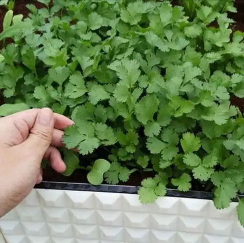 秋天找几个花盆泡沫箱,阳台种上4种蔬菜,长得绿油油