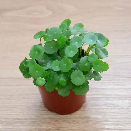 春天养这种花,种在哪都能疯长,好打理叶子都圆滚滚