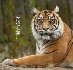 那些年,海关都没收过你哪些东西噗哈哈哈哈哈