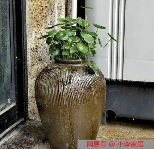 铜钱草放到5种容器里,叶片巴掌大,呼呼长一片,真豪横