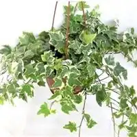 吊兰植物盆栽常青藤花卉除90苯净化空气吸甲醛室内吊兰植物