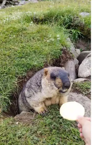 哪吒2带火土拨鼠网友跃跃欲试想去收服专家提醒土拨鼠并非想收就收