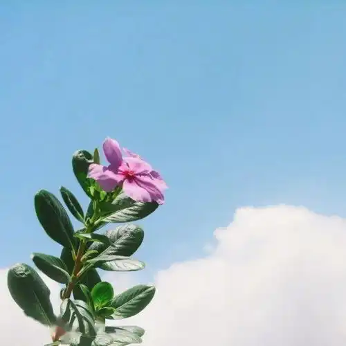 朋友圈说早安的唯美句子,让你一见倾心