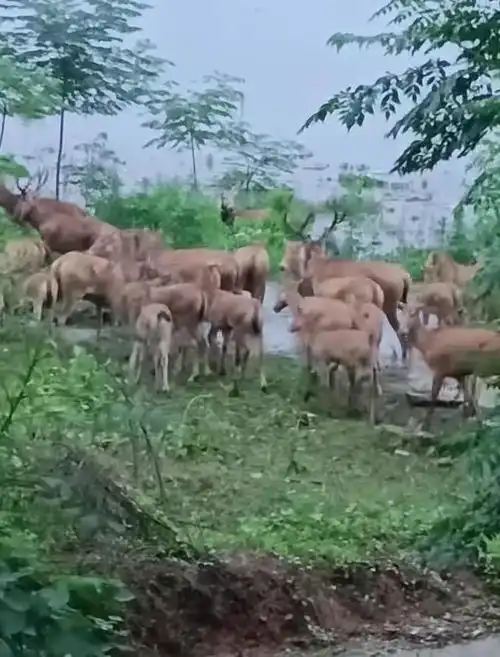 洞庭湖涨水野生麋鹿成群游上岸或进入村镇保护区管理局已做相应救助