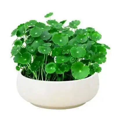 十大旺财观叶植物你家养了吗