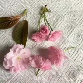 桃花蛋糕的做法桃花蛋糕怎么做欣欣向荣2388的菜谱