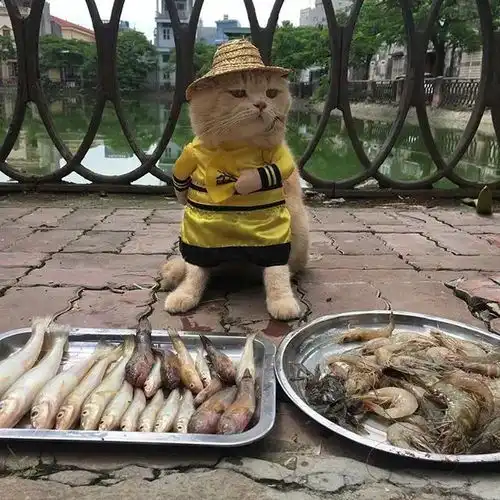一只在越南街头菜市场卖鱼的网红喵,每天活出了皇帝出巡的阵势....