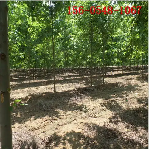 大量批发3公分4公分5公分美国红枫6公分7公分8公分9公分美国红枫高清图片高清大图