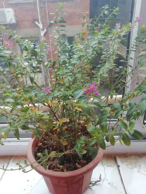 昨天下了一天雨,我把紫萼距花放在外面淋了一天,今天看叶子大片黄了,是不是不能这样淋雨