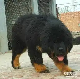 精品狮头藏獒幼犬,吊嘴吊眼毛色正骨量足