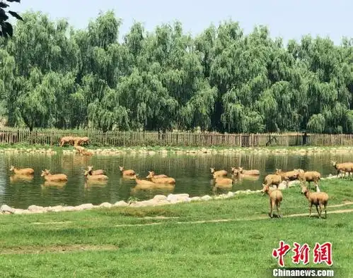 重归故土33年麋鹿争当北京冬奥会吉祥物