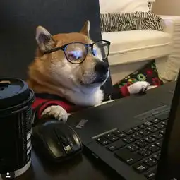 狗狗头像未来的憧憬,每天早上睁开眼睛,看到你和阳光都在