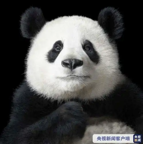 濒危易危国宝大熊猫er被降级了