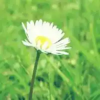 微信头像花朵花瓣下载微信头像图片大全
